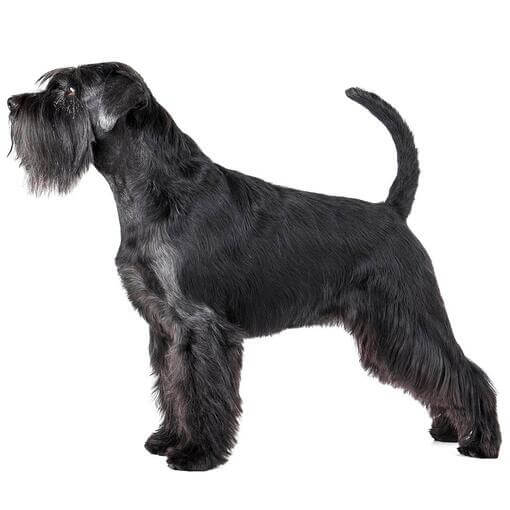 Raça de cão Schnauzer padrão