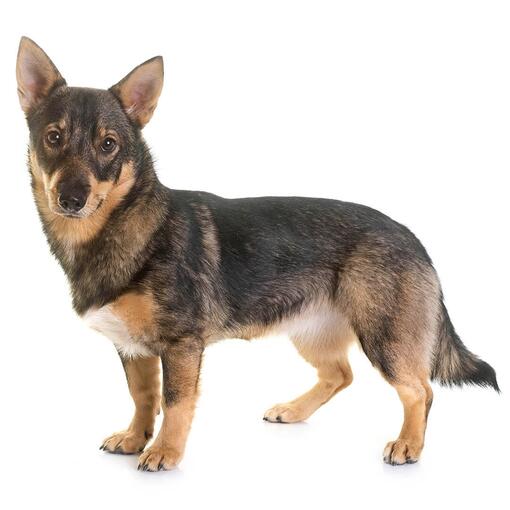 Raça Sueca de Cães Vallhund