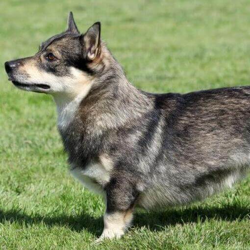 Vallhund sueco em pé na grama e sorrindo