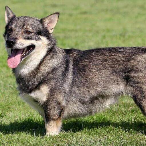 Vallhund sueco em pé na grama