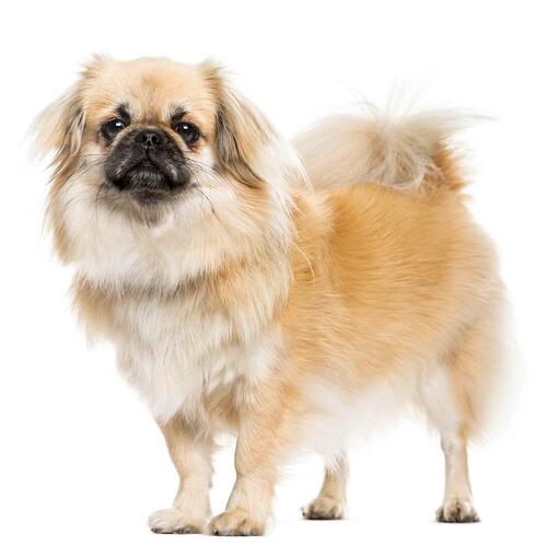 Raça de Cão Spaniel Tibetano