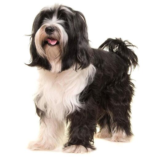 Raça de Cão Terrier Tibetano
