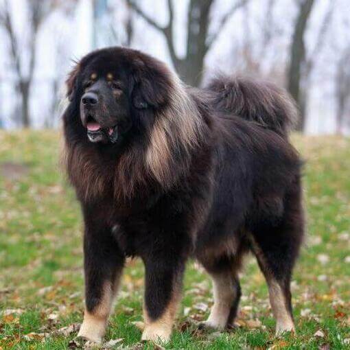 Mastim tibetano escuro na floresta