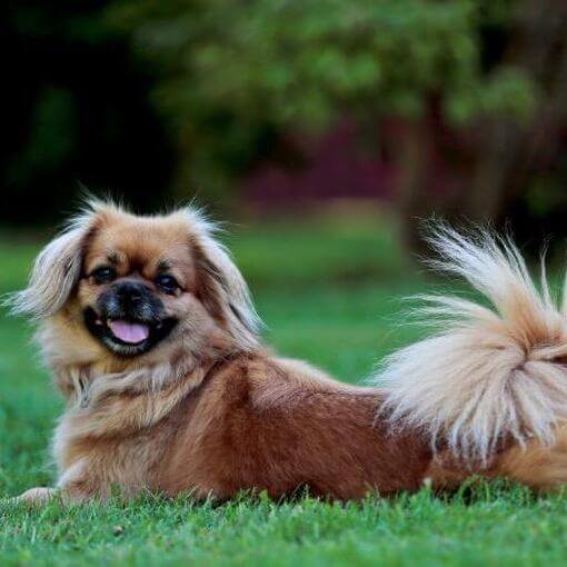 Spaniel tibetano deitado na grama