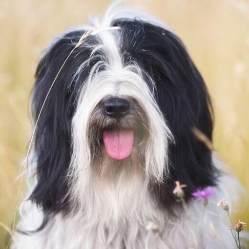 Terrier tibetano jogando em campo