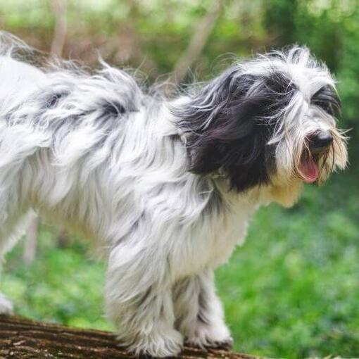 Terrier tibetano brincando na floresta