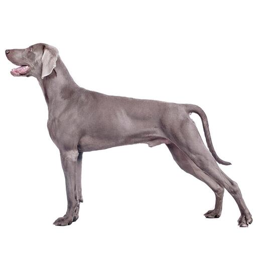 Raça de cachorro Weimaraner (pelagem curta/lisa)