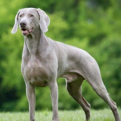 Weimaraner na floresta