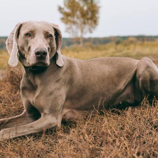 Weimaraner deitado no campo