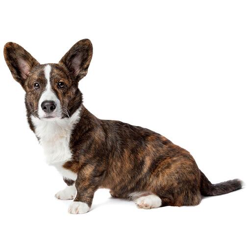Welsh Corgi (cardigan) (pêlo médio/longo) Raça de cachorro