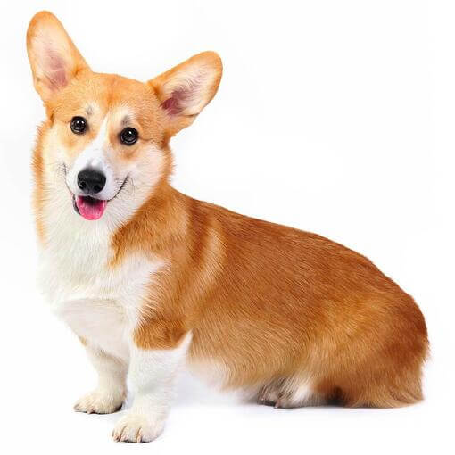 Raça de cachorro Welsh Corgi (Pembroke)