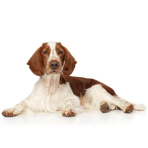 Raça de cachorro galês Springer Spaniel
