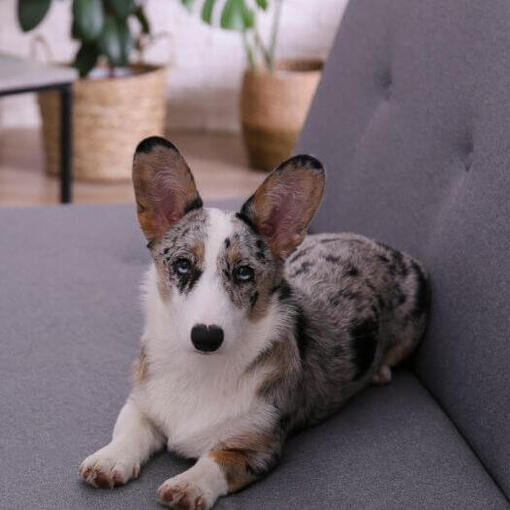 Welsh Corgi deitado no sofá