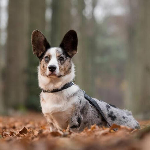 Welsh Corgi em pé na floresta