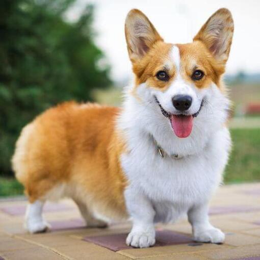 Welsh Corgi em pé e olhando para frente