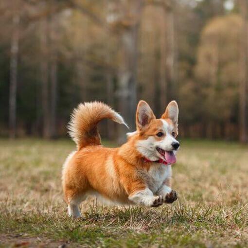 Welsh Corgi correndo na floresta