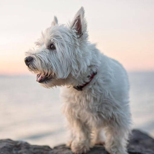 West Highland White Terrier sentado perto da água