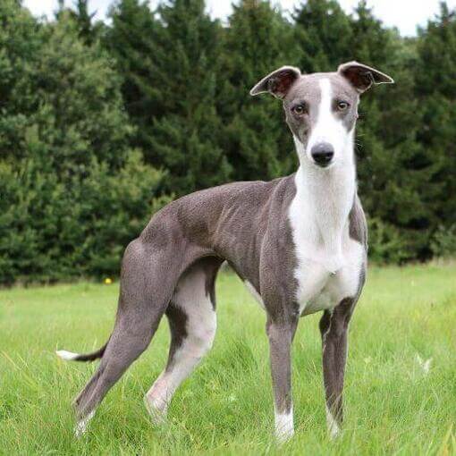 Raça de cachorro Whippet