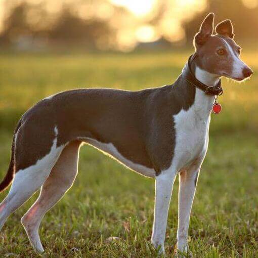 Raça de cachorro Whippet