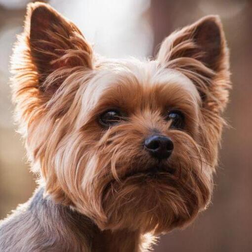 Yorkshire Terrier cuidando de você