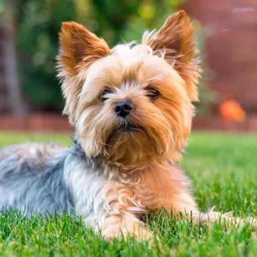 Yorkshire Terrier deitado na grama