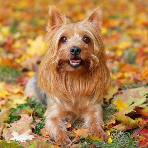 Terrier sedoso australiano