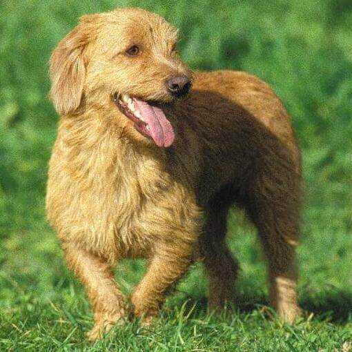 Basset Fulvo da Bretanha