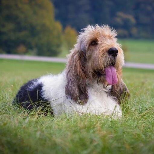 Grande Basset Griffon da Vendeia