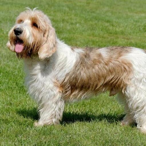Pequeno Basset Griffon da Vendeia