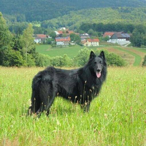 Cão Pastor Belga Groenendael