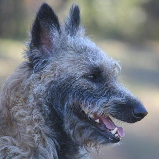 Cão Pastor Belga Laekenois
