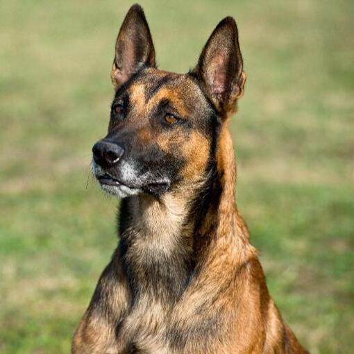 Cão Pastor Belga Malinois
