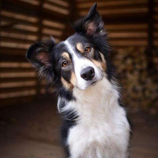 Raça de cachorro Border Collie