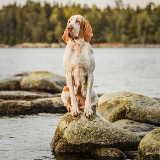 Braco Italiano