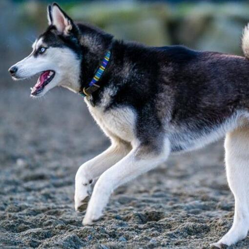 Cão esquimó canadense