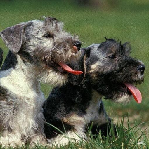 Terrier Checo