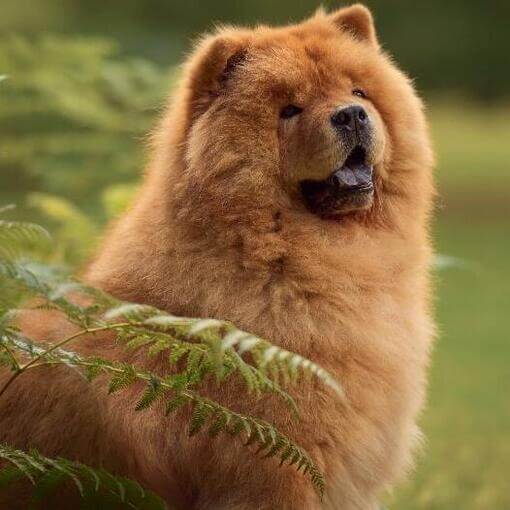 Chow Chow