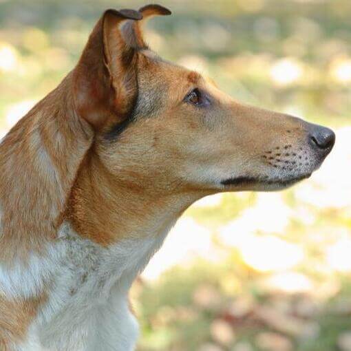 Collie liso
