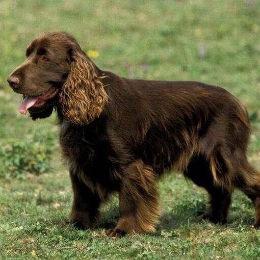 Spaniel de Campo