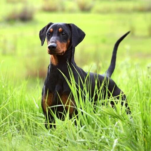 Pinscher (Alemão) - Raças de Cão | Purina PT