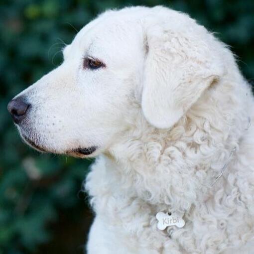 Kuvasz Húngaro