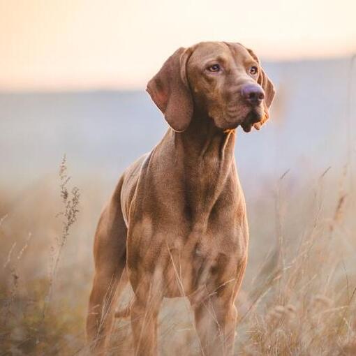 Vizsla Húngaro