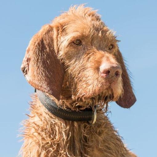 Vizsla de cabelos duros húngaros