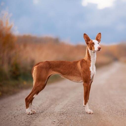 Cão de Ibiza
