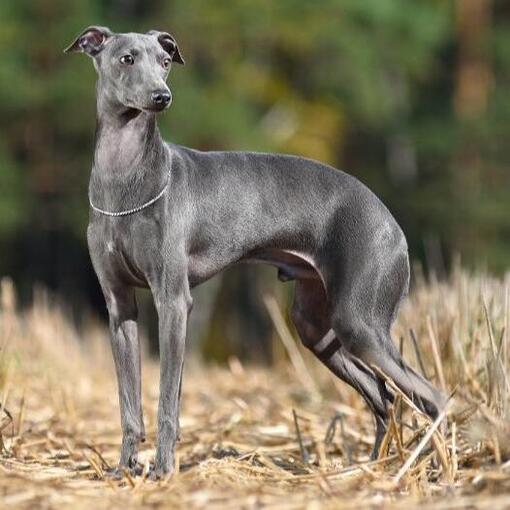 Galgo Italiano
