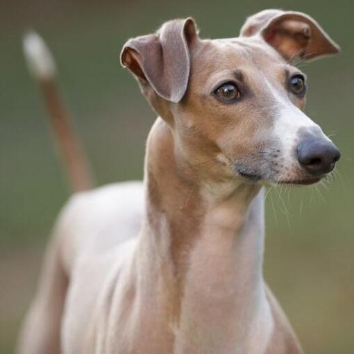 Galgo Italiano