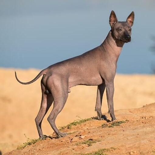Cachorro Mexicano Pelado