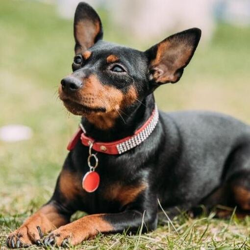 Pinscher miniatura