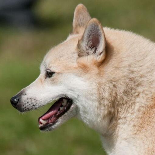 Buhund norueguês