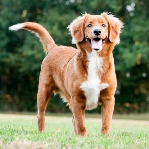Raça de cachorro Nova Scotia Duck Tolling Retriever